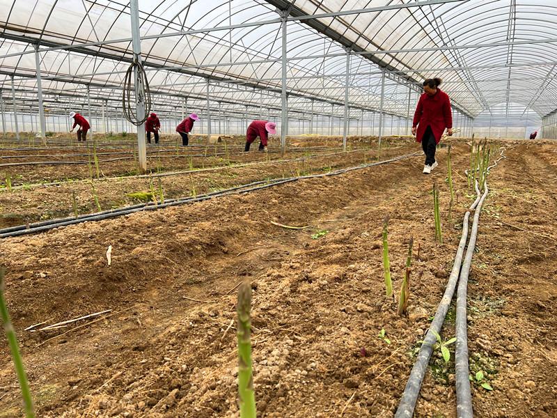 万亩芦笋“长出”富民好日子