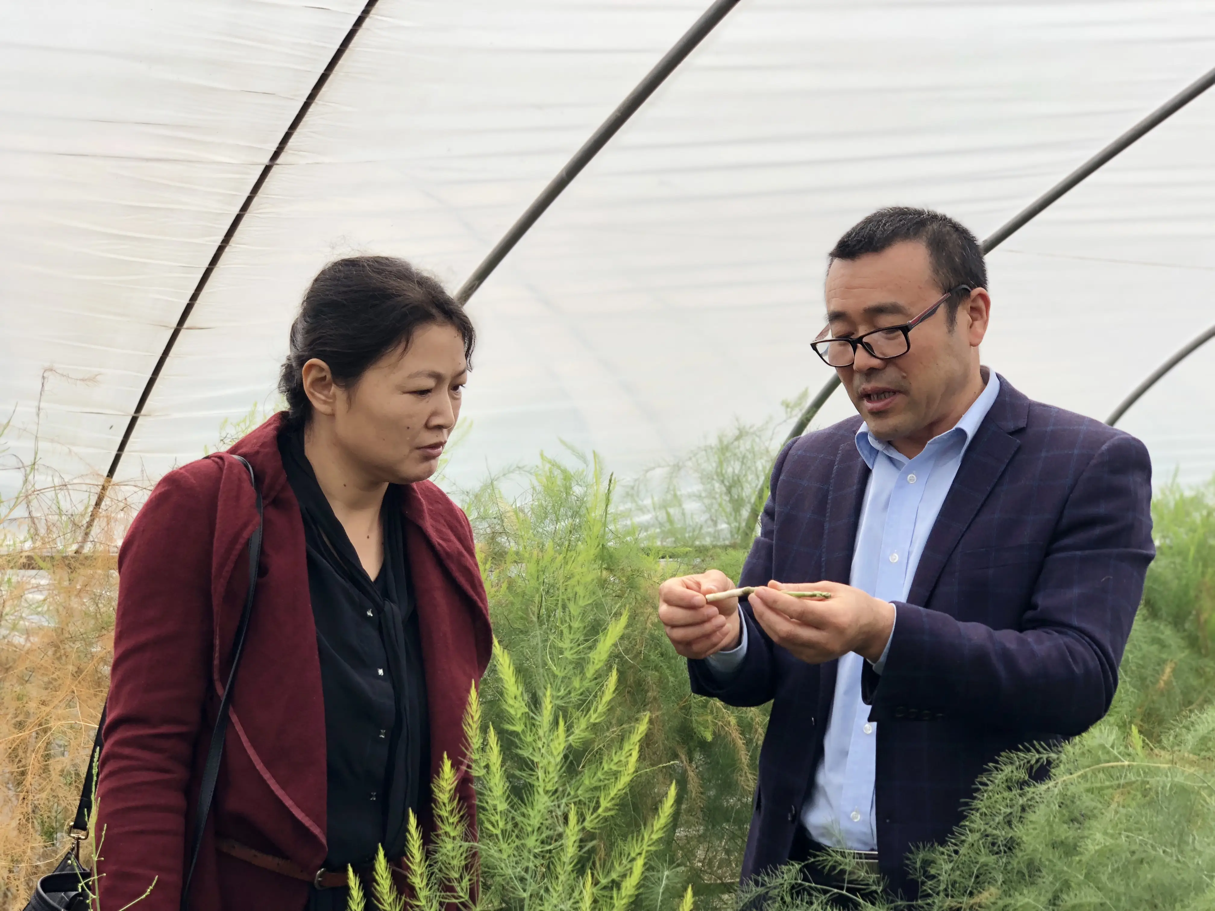 芦笋深加工项目