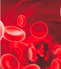 刺激肾脏活动，促进血液循环